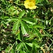 Potentilla aurea L.<br />Rosaceae<br /><br />Cinquefoglie fior d'oro<br />Potentille dorée<br />Gold-Fingerkraut