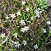 Arenaria biflora L.<br />Caryophillaceae<br /><br />Arenaria biflora<br />Sabline à deux fleurs<br />Zweiblütiges Sandkraut