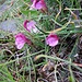 Pedicularis kerneri Dalla Torre<br />Orobanchaceae<br /><br />Pedicolare di Kerner<br />Pédiculaire de Kerner<br />Kerners Läusenkraut