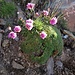  Armeria alpina Wild. subsp. alpina<br />Plumbaginaceae<br /><br />Spillone alpino<br />Arméria des Alpes<br />Alpen-Grasnelke [Editare] 