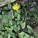 Doronicum clusii (All.) Tausch<br />Asteraceae<br /><br />Doronico del granito<br />Doronic calcifuge<br />Clusius' Gämswurz