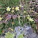 Saxifraga exarata Vill. subsp. exarata<br />Saxifragaceae<br /><br />Sassifraga solcata<br />Saxifrage sillonée<br />Gefurchther Steinbrech