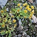 Doronicum clusii (All.) Tausch<br />Asteraceae<br /><br />Doronico del granito<br />Doronic calcifuge<br />Clusius' Gämswurz