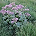Adenostyles alpina (L.) Bluff & Fingerh.<br />Asteraceae<br /><br />Cavolaccio verde<br />Adénostyle glabre<br />Grüner Alpendost, Kahler Alpendost, Kahler Drüsengriffel<br />