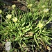 Hieracium intybaceum All.<br />Asteraceae <br /><br />Sparviere viscoso<br />Eparvière à feuilles de cicorée<br />Weissiches Habichtskraut, Zichorien- Habichtskraut