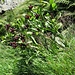 Gentiana purpurea L.<br />Gentianaceae<br /><br />Genziana porporina<br />Gentiane pourpre<br />Purpur-Enzian