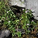 Epilobium anagallidifolium Lam. 	<br />Onagraceae<br /><br />Garofanino alpino<br />Epilobe des Alpes<br />Alpen-Weidenröschen