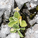Alpenaurikel (Primula auricula) hat sich eine moosige Felsspalte zum Wachsen gesucht.