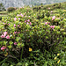 Auch wenn die Sonne (noch) nicht scheint: Blühendes gibt es einiges zu entdecken: hier zB die Alpenrose.