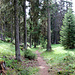 Dans la Chastlerwald.