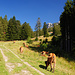 Auf dem Weg zur Bucher Alm