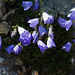 Glockenblumen