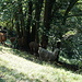 Eine Weide mit Lamas.