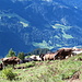 Die derzeitigen Schutzabständ von 1,0 m in Österreich gelten für Kühe wohl nicht