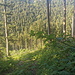 Blick zurück zu den Gleisen, kurz nachdem ich vom Forst- und Wanderweg abgegangen bin.