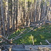 Weglos weiter in Richtung Hochsalwand. Ganz schön mitgenommen der Wald hier.