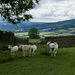 Moutons dans la descente vers Llanbedr
