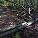 Karrenweg-Impressionen III