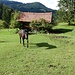 Wieder in Hochgaster. Sofort setzt sich die Stute mit der hübschen Blässe auf der Stirn in Bewegung, um mich zu begrüßen..