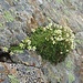 Ein paar Blumenpolster des Moss-Steinbrechs beleben die kargen Felsen