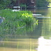 Great Blue Heron with Fish