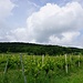 durch Weinreben