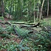 Waldsteig zur Franz Ferdinand Schutzhütte