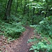 Waldsteig zur Franz Ferdinand Schutzhütte