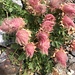 Blumen mit Haaren anschtatt Blütenblätter, seltsames gibts... ;)