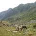 A queste signore si deve lo Storico Ribelle, poi naturalmente sbafato al Rifugio!