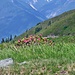 Erste Alpenrosen.