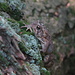Toad on Mossy Log