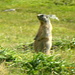 l'immancabile marmotta...un poco sfuocata