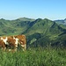 Kuhles Allgäu