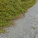 extra gross Schlangen bei Versam