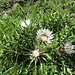 Herbstblume