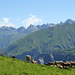 Alp-Idylle an den Matthütten - im Hintergrund die Lavtinahörner mit dem Pizol