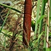 Typha latifolia L.<br />Typhaceae<br /><br />Lisca maggiore<br />Massette à larges feuilles<br />Breitblättiger Rohrkolben, Kanonenputzer