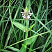 Stachys palustris L.<br />Lamiaceae<br /><br />Stregona palustre<br />Epiaire des marais<br />Sumpf-Ziest