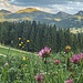 Hochgrat, Klee und Butterblume