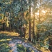 durch schönen Wald hinab