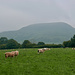 Un paysage typiquement gallois, moutons compris