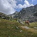 All'alpe Maccagno