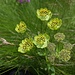 Bupleurum