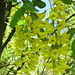 Gewöhnlicher Goldregen (Laburnum anagyroides)