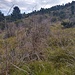 L'infinito tratto senza sentiero per aggirare il Monte Bocco, sconsigliato. Questi arbusti secchi sono devastanti