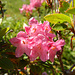 Alpenrose