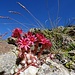 in der kargen Felswelt steuern die Hauswurze farbige Blumenfleckchen bei
