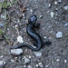 <b>Salamandra nera (Salamandra atra).<br />Benchè per sopravvivere necessiti di un habitat relativamente umido, resta l’unico anfibio in Svizzera che per quanto riguarda la riproduzione si è reso del tutto indipendente dall’acqua. Anzi, è una pessima nuotatrice.</b>