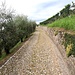 <b>Salita al Colle degli Ulivi.</b>